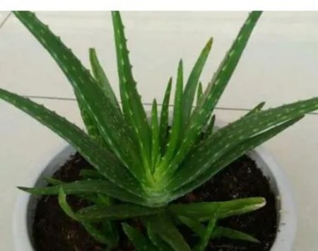 陕西文华建筑景观工程有限公司