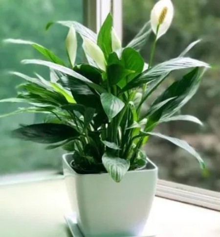 陕西文华建筑景观工程有限公司