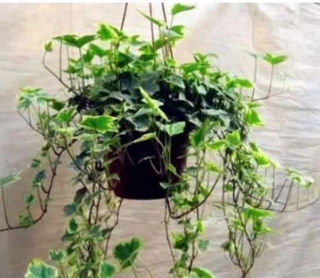 陕西文华建筑景观工程有限公司