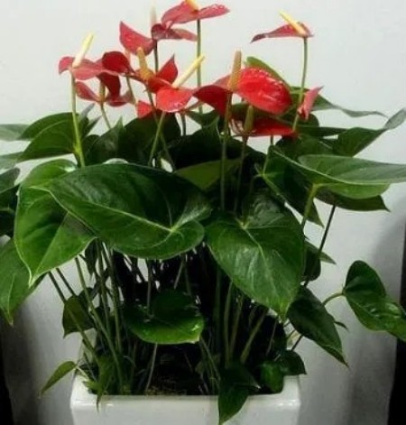 陕西文华建筑景观工程有限公司