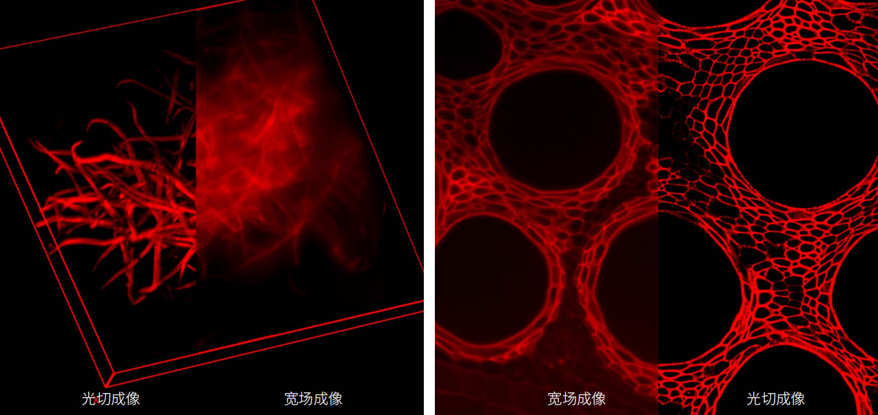 NOS1000结构光光切显微镜