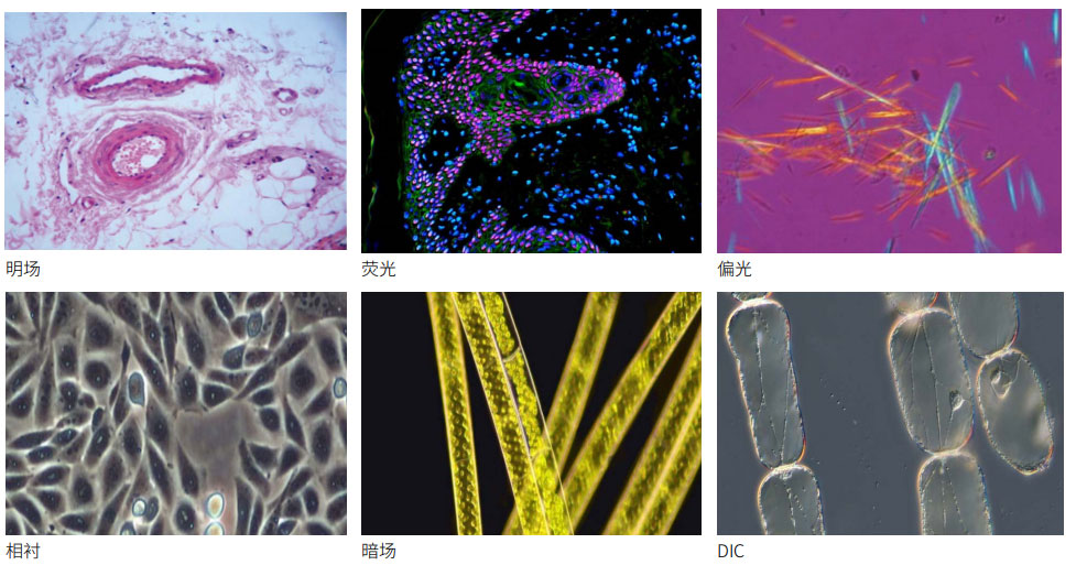正置生物显微镜NE900 系列