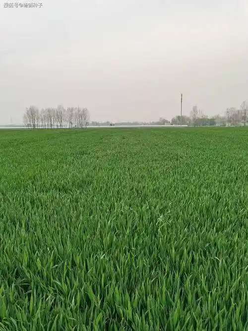 小麦
