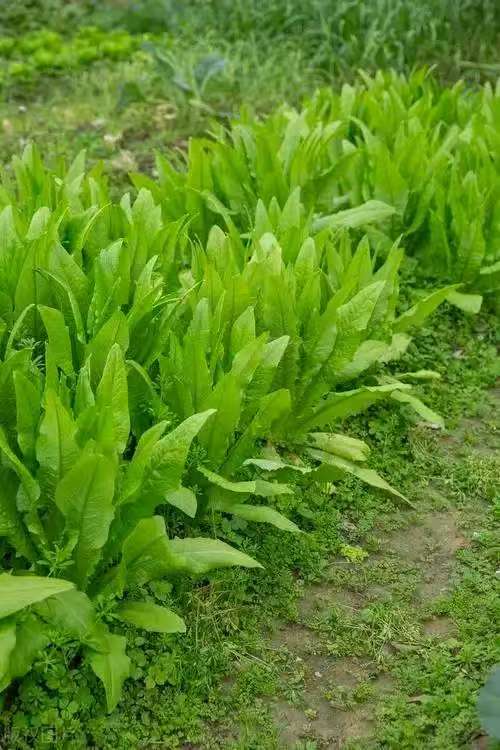 油麦菜