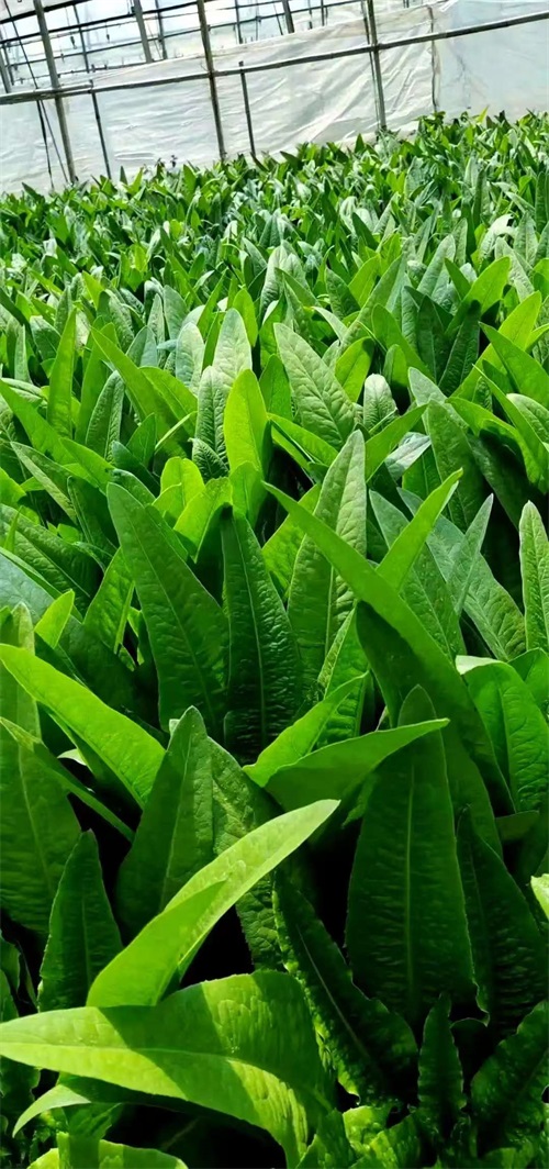 油麦菜