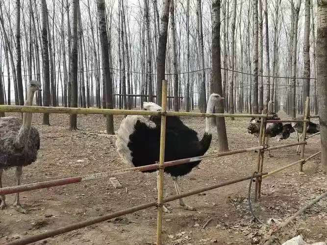 鸵鸟