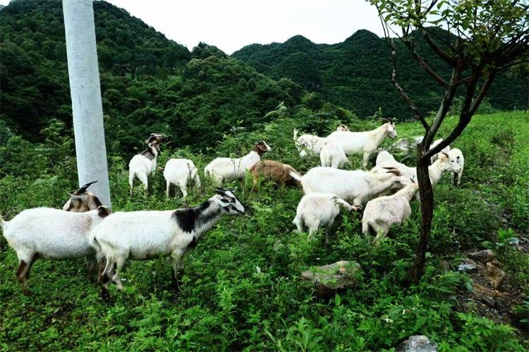 山羊