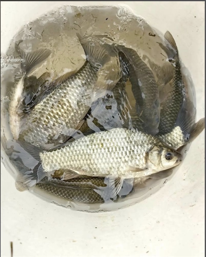 鲜鱼