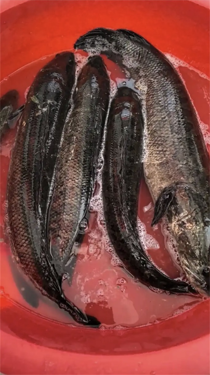 鲜鱼