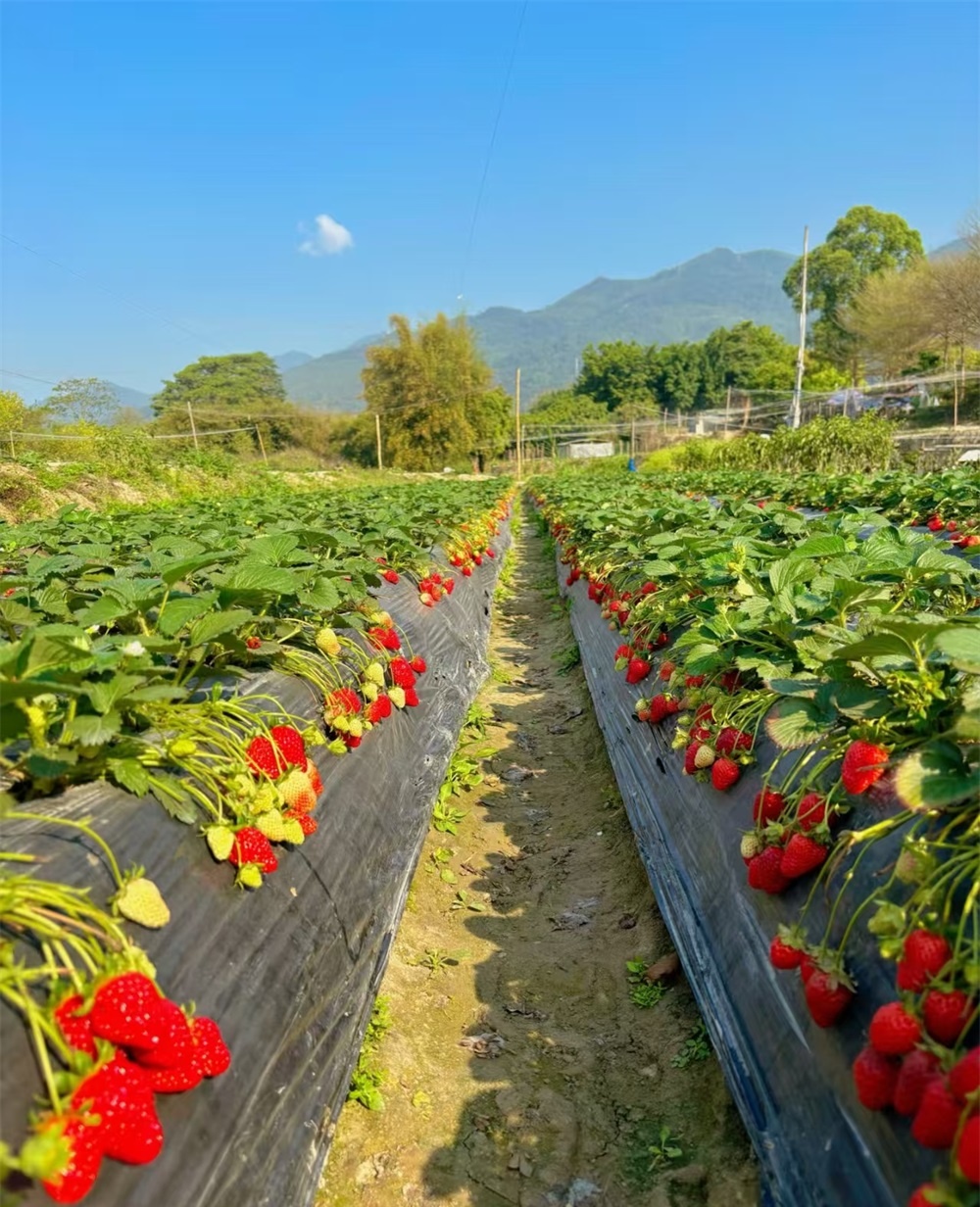 草莓