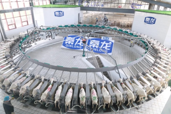 秦龙乳业集团