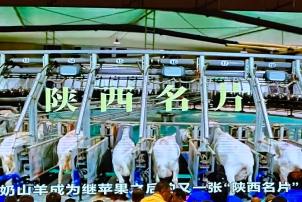 秦龙乳业集团