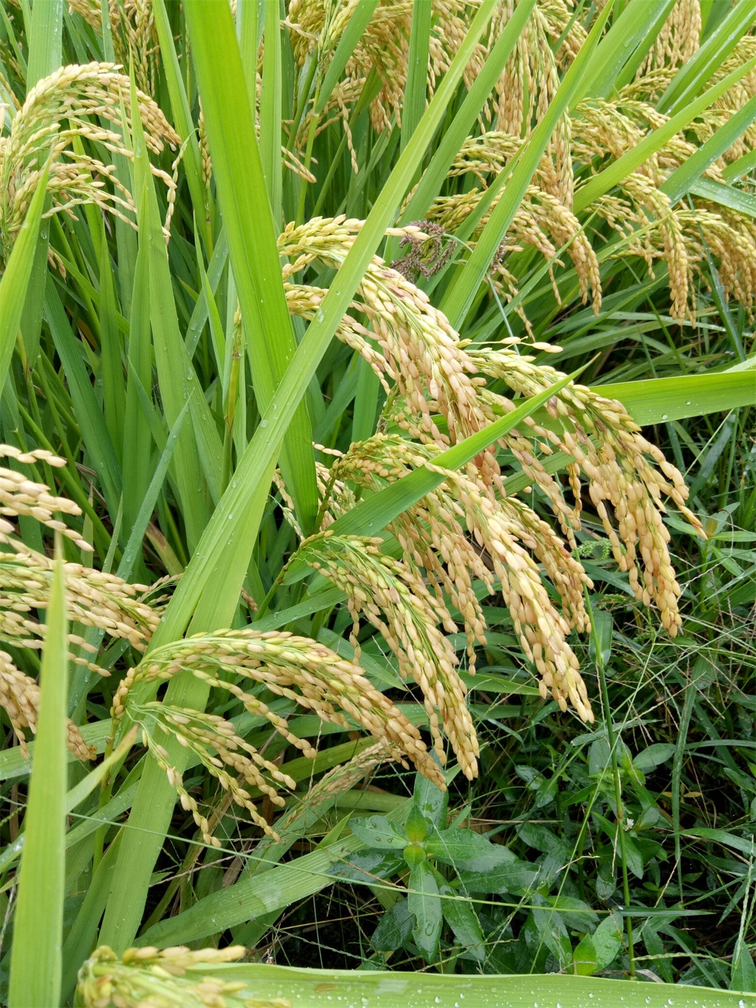 种植大米