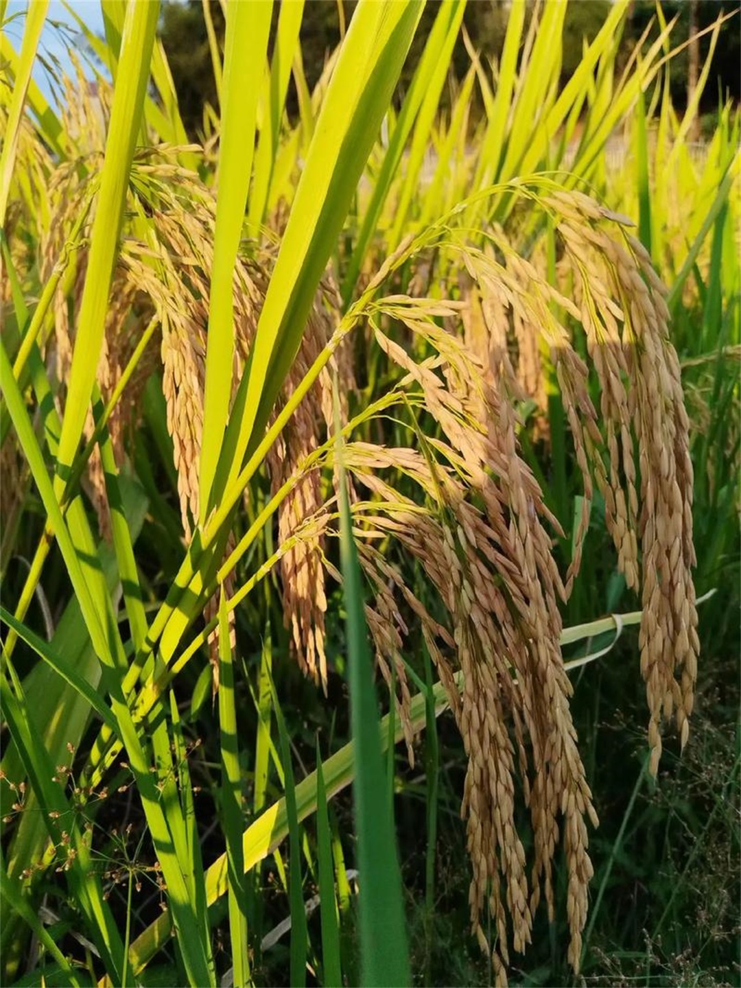 种植大米