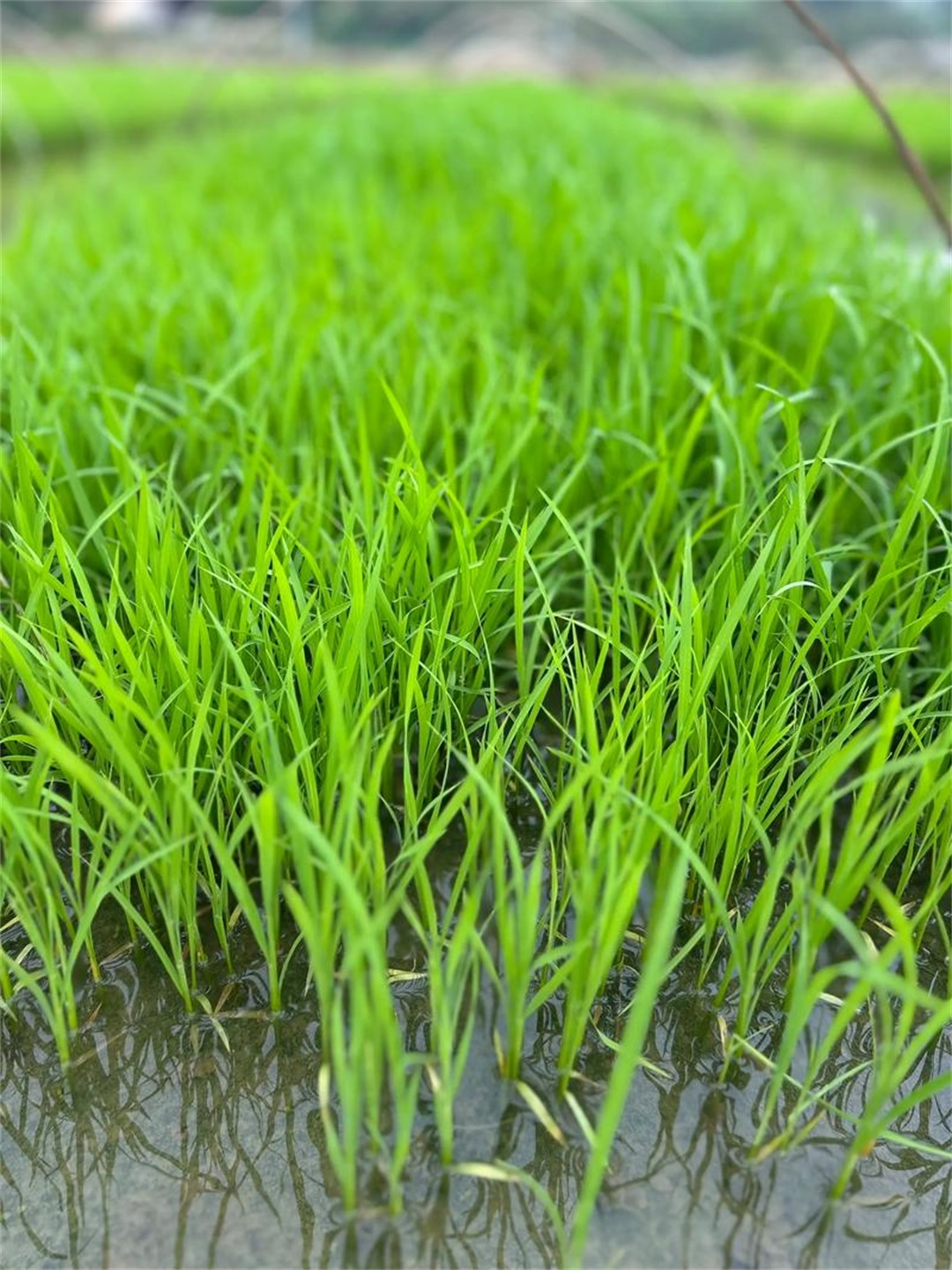 种植大米