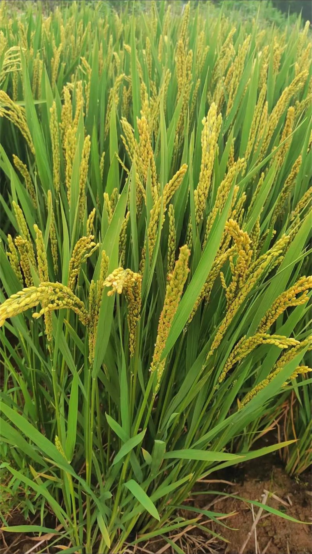 种植大米