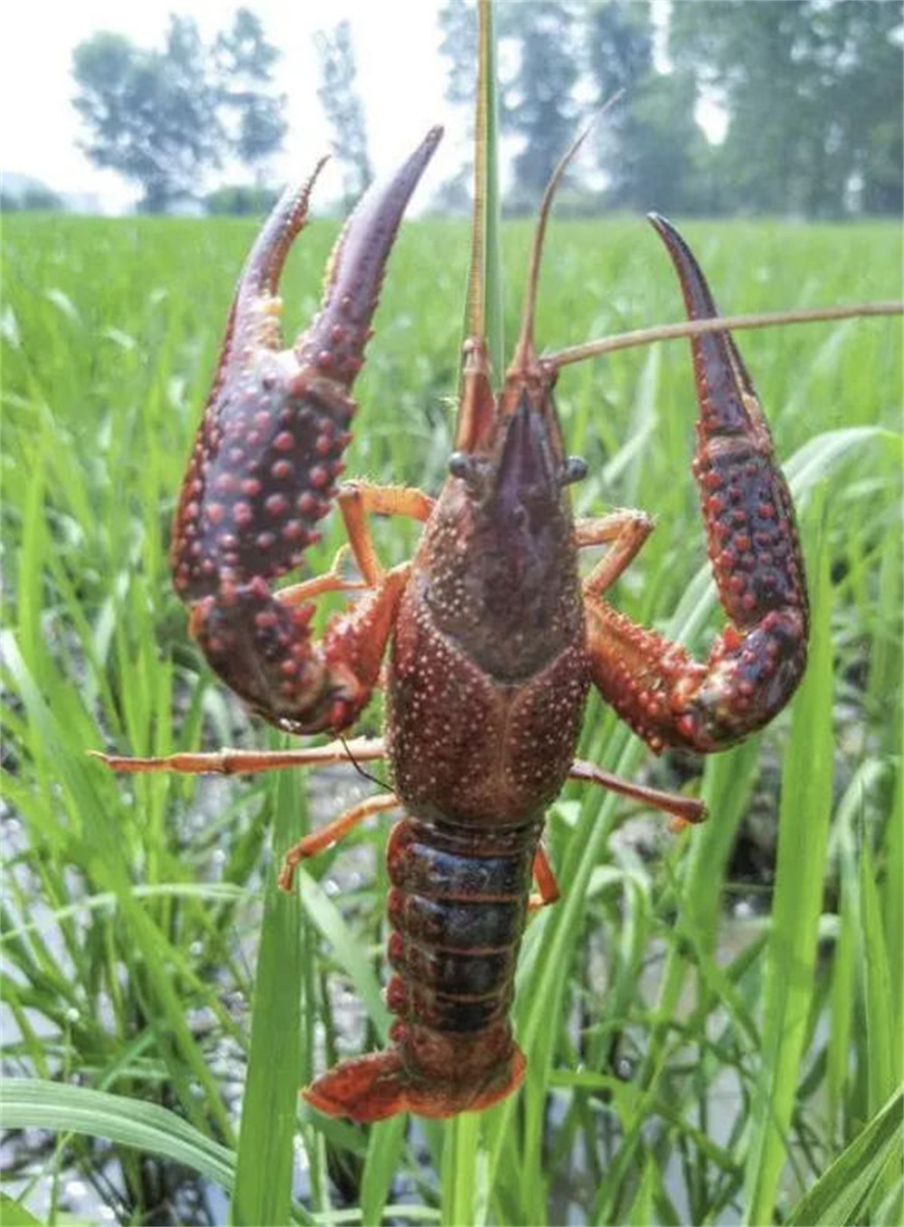 养殖小龙虾
