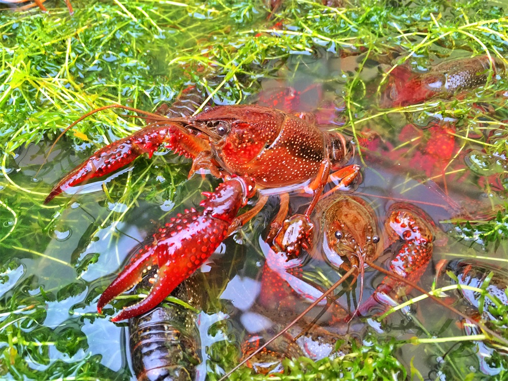 养殖小龙虾