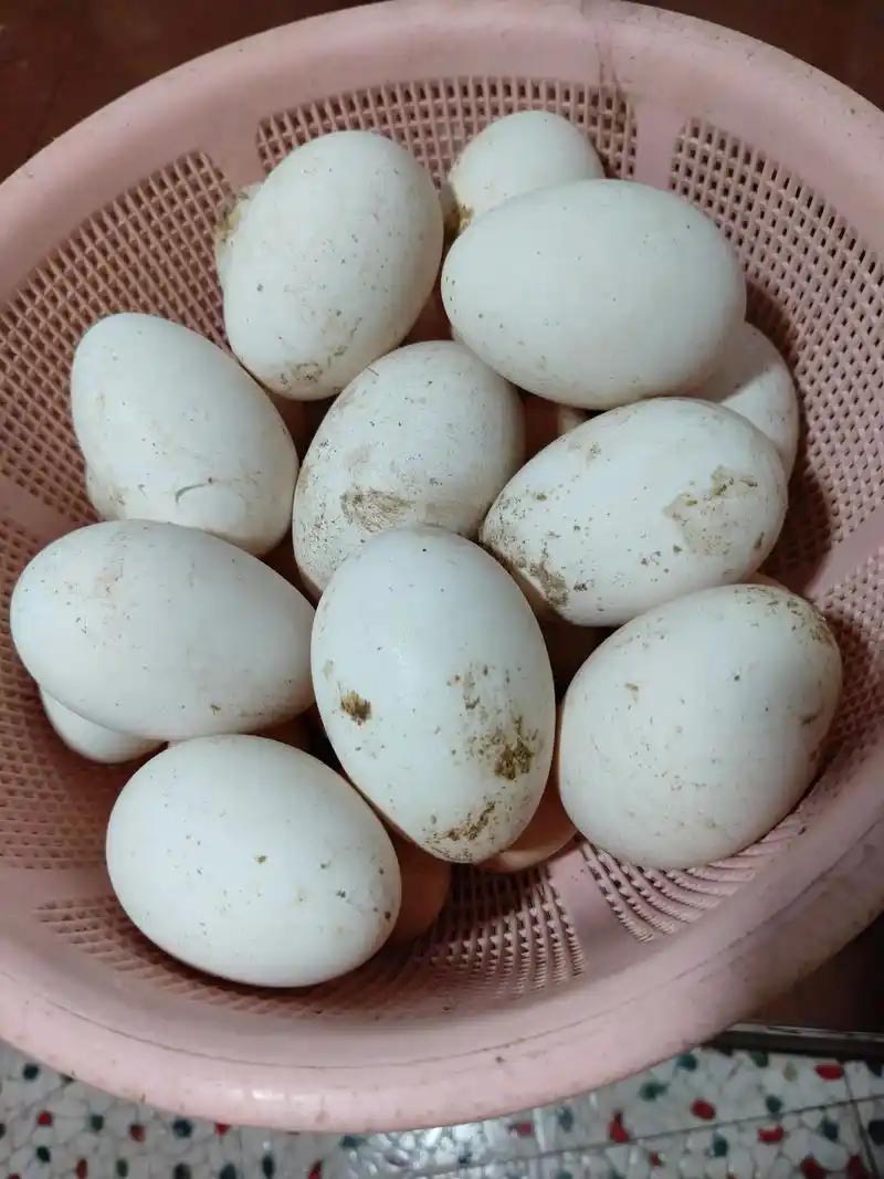 鹅蛋