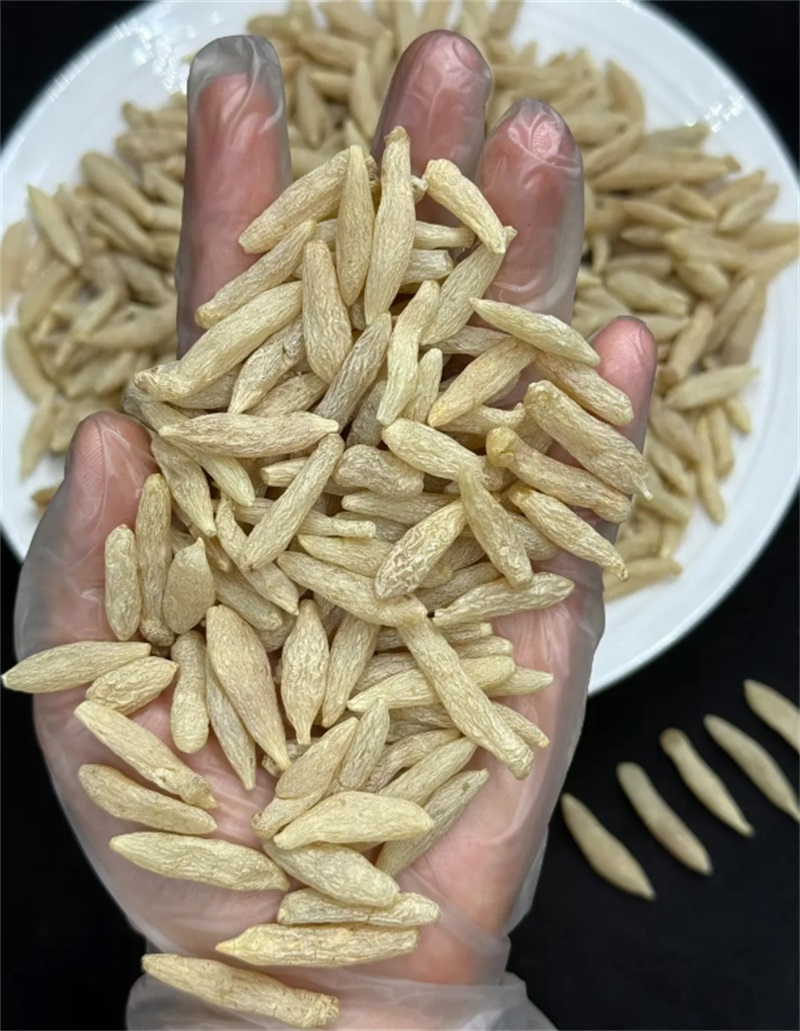 麦冬