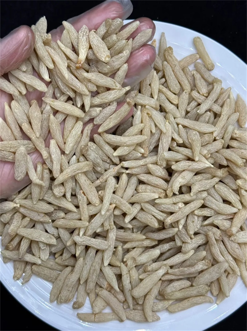 麦冬