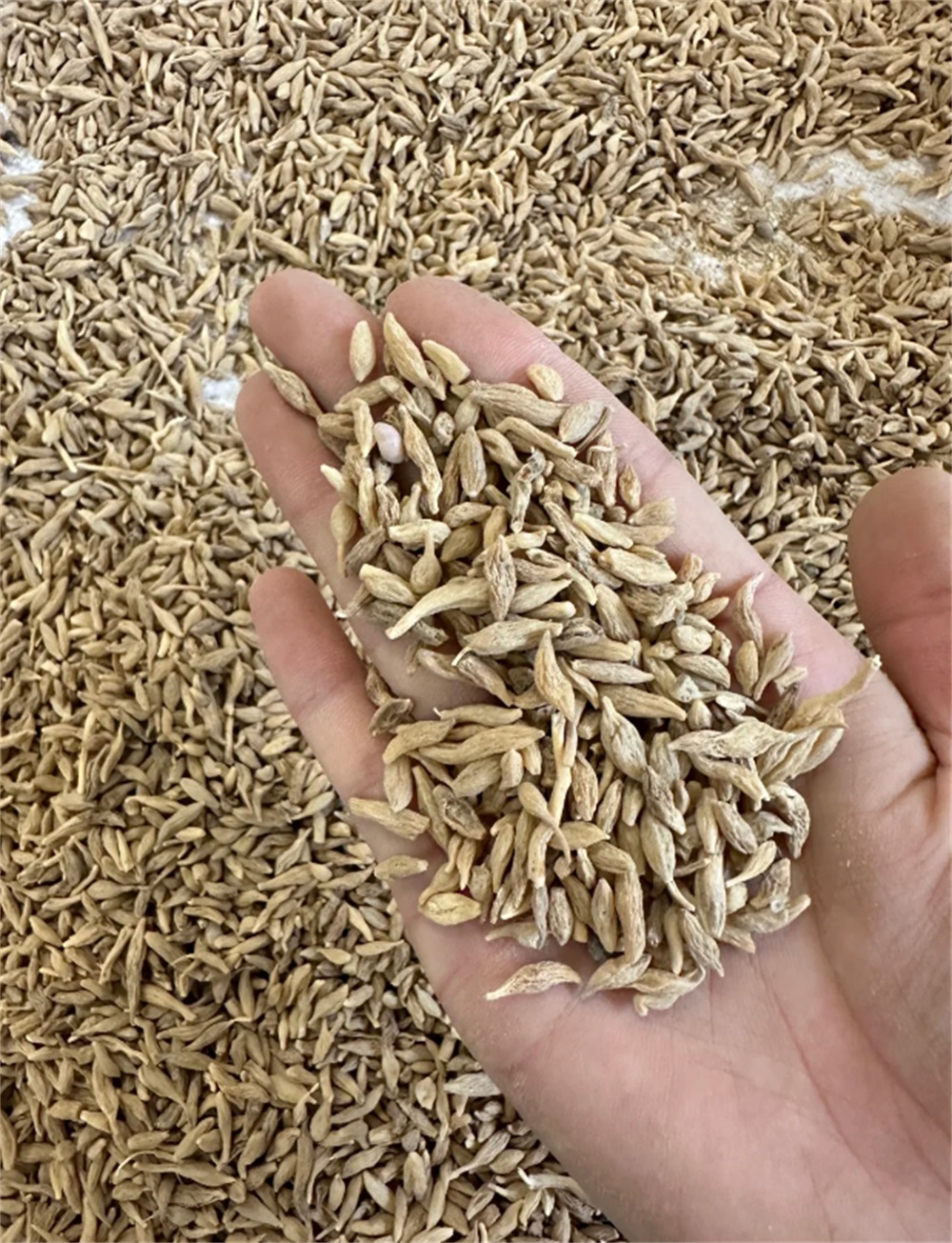 麦冬小米
