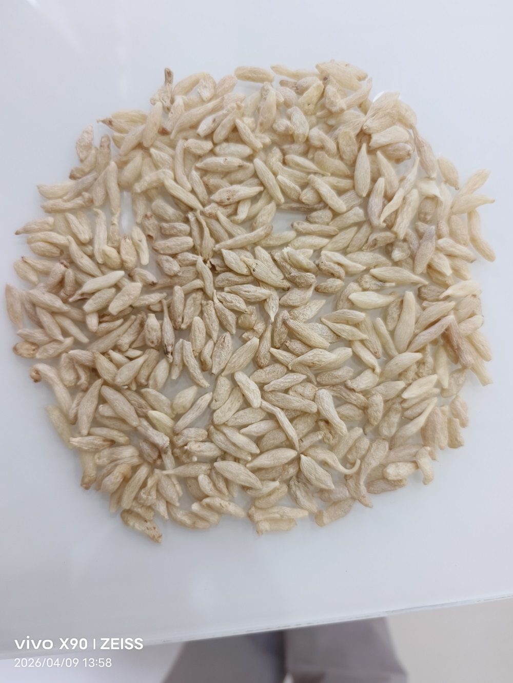麦冬小米