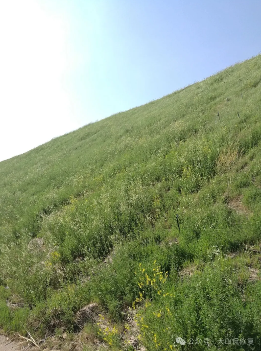 煤矸石边坡植被恢复技术应用方案