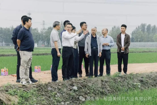 盐碱荒滩绘稻梦！
