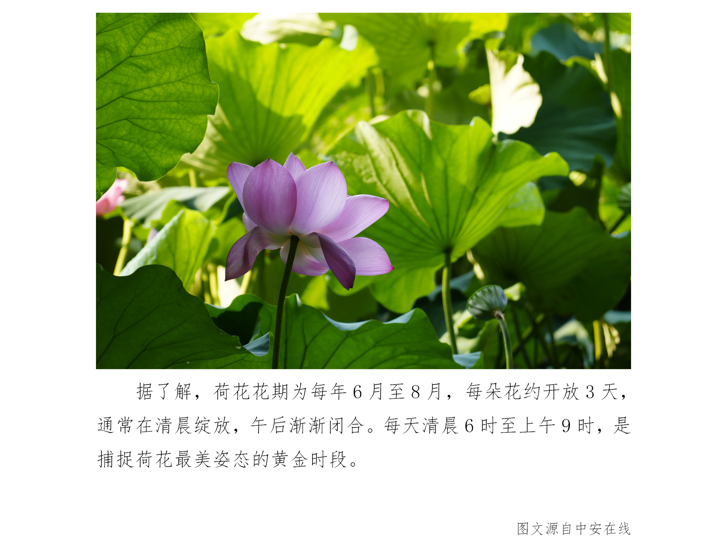 安庆西小湖