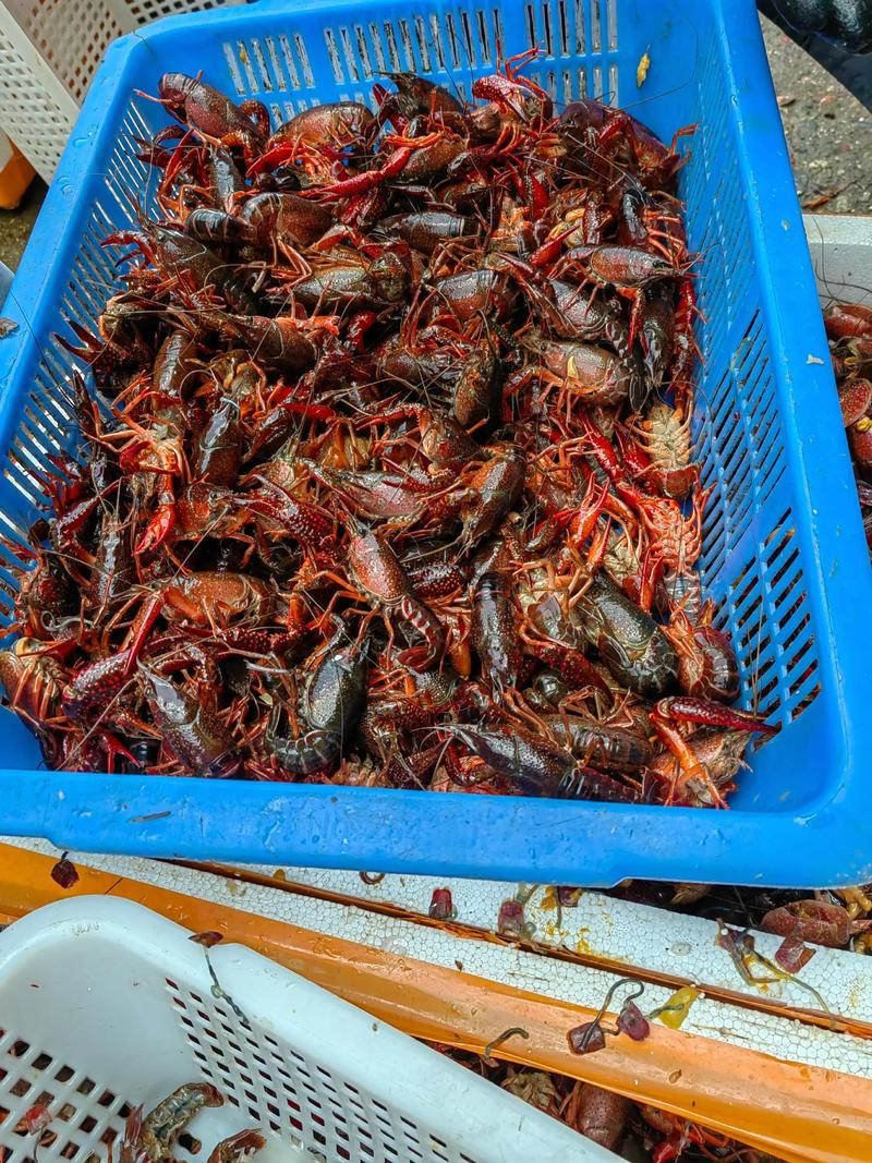 龙虾