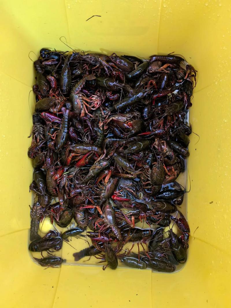 龙虾