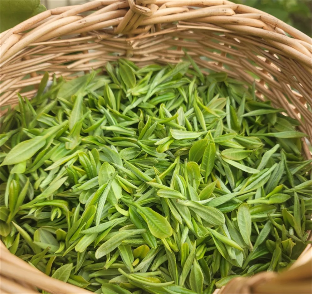 绿茶