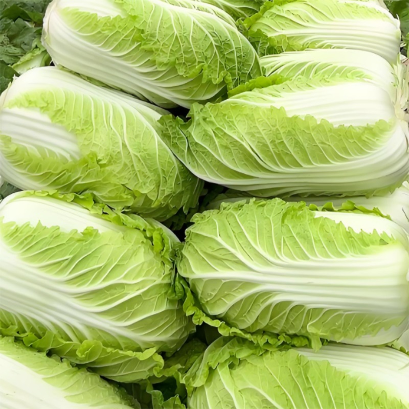 白菜