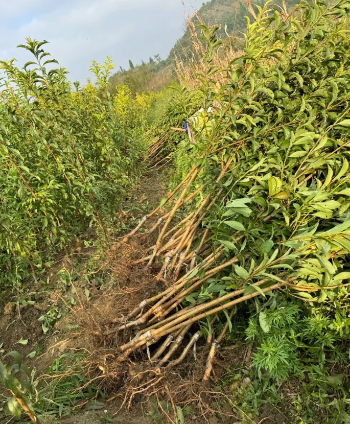 李子树苗