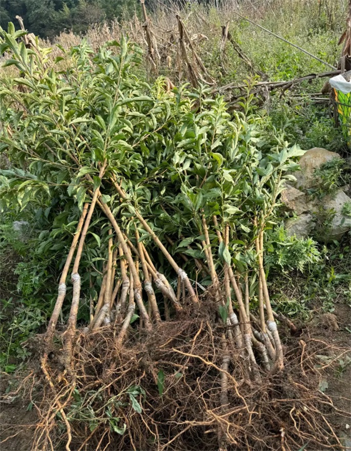李子树苗