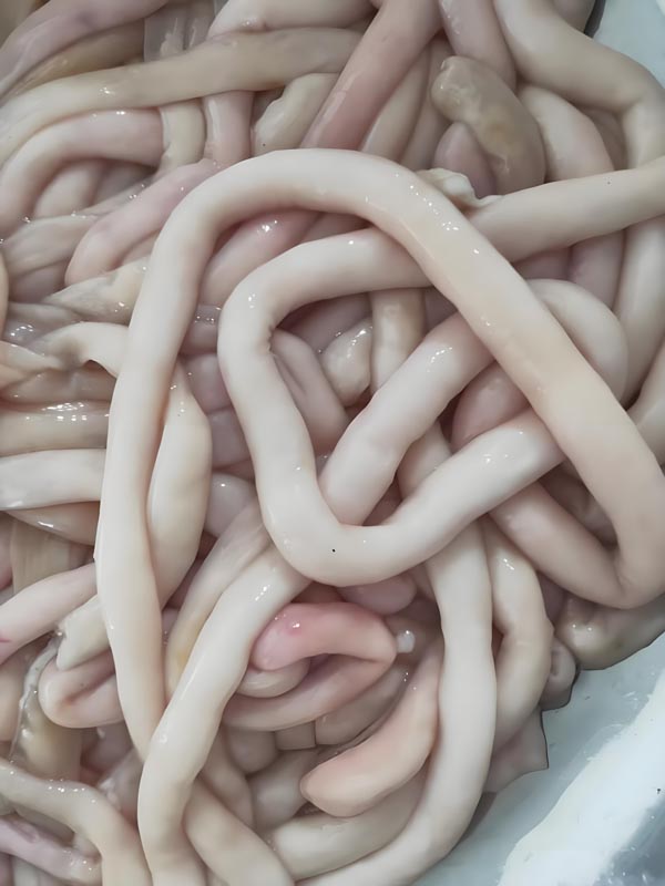 羊肠