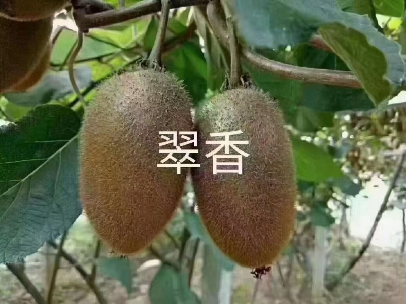 杨凌绿阳高新农业发展有限责任公司
