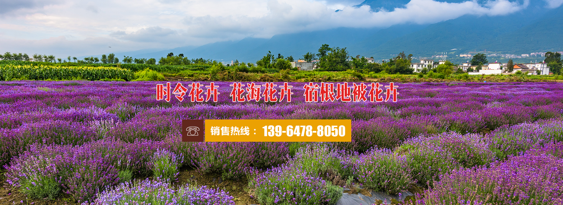 河北时令草花批发