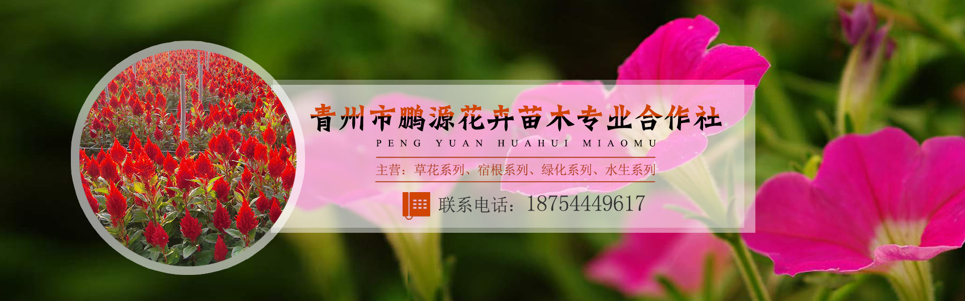 青州苗木花卉市场地址查询