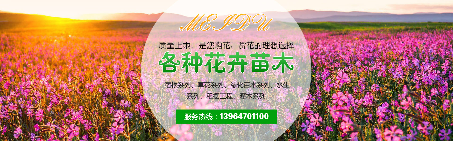 青州苗木种植批发基地在哪里