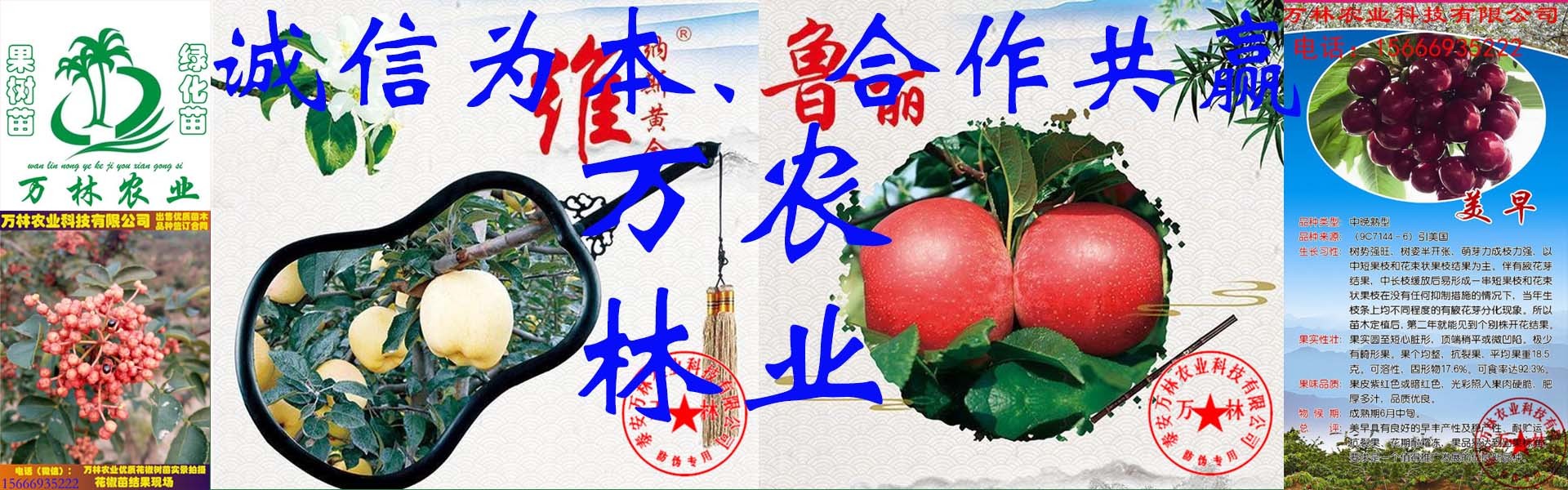 蓝莓苗价格多少钱一株