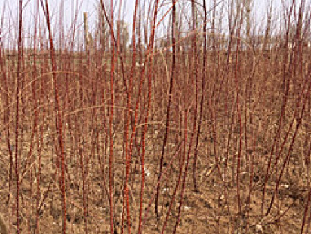 35元,其他大规格的电话咨询产品介绍红柳(拉丁文名:tamarix