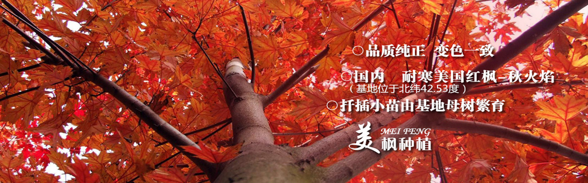 苗木价格信息查询网最新