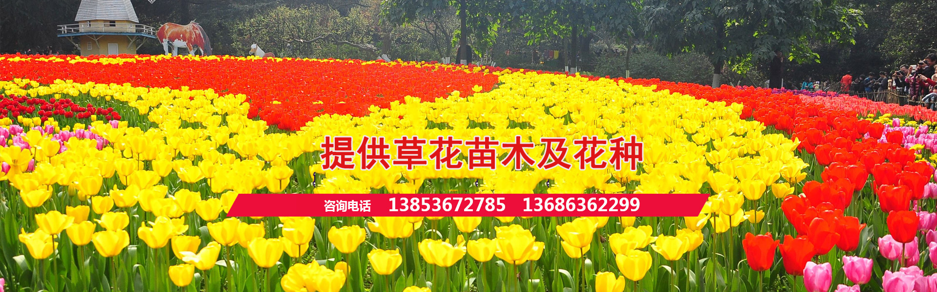 宿根花卉品种大全