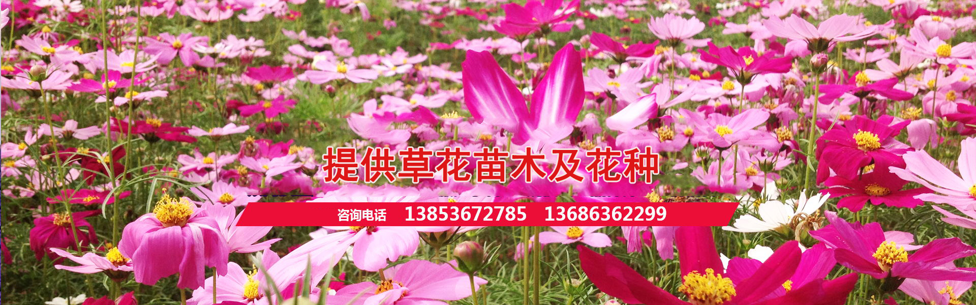 青州苗木花卉交易中心地址