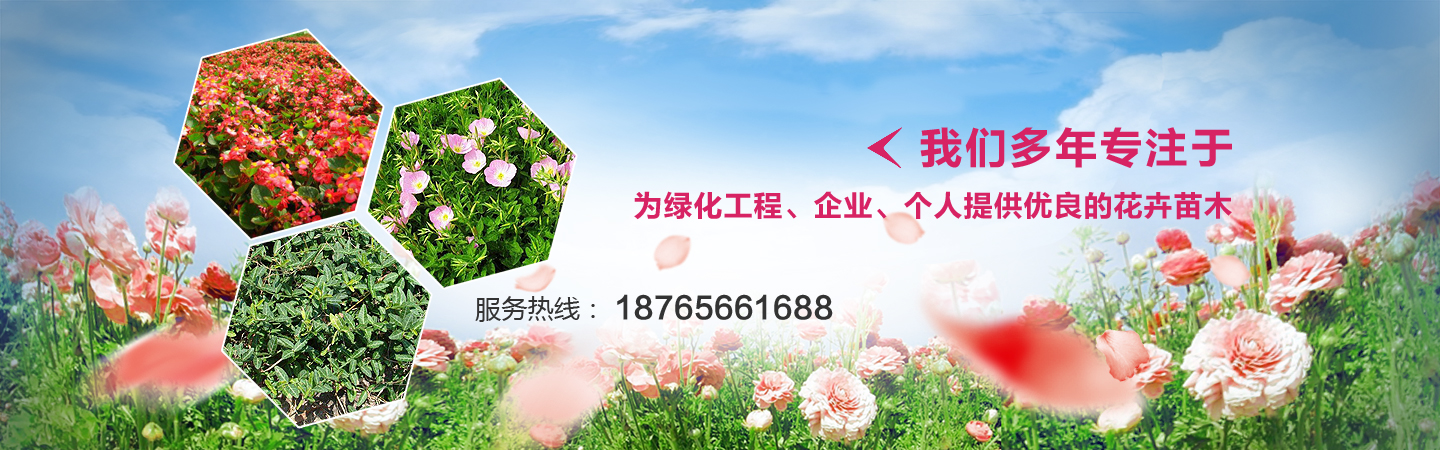 青州最大苗木批发市场在哪里