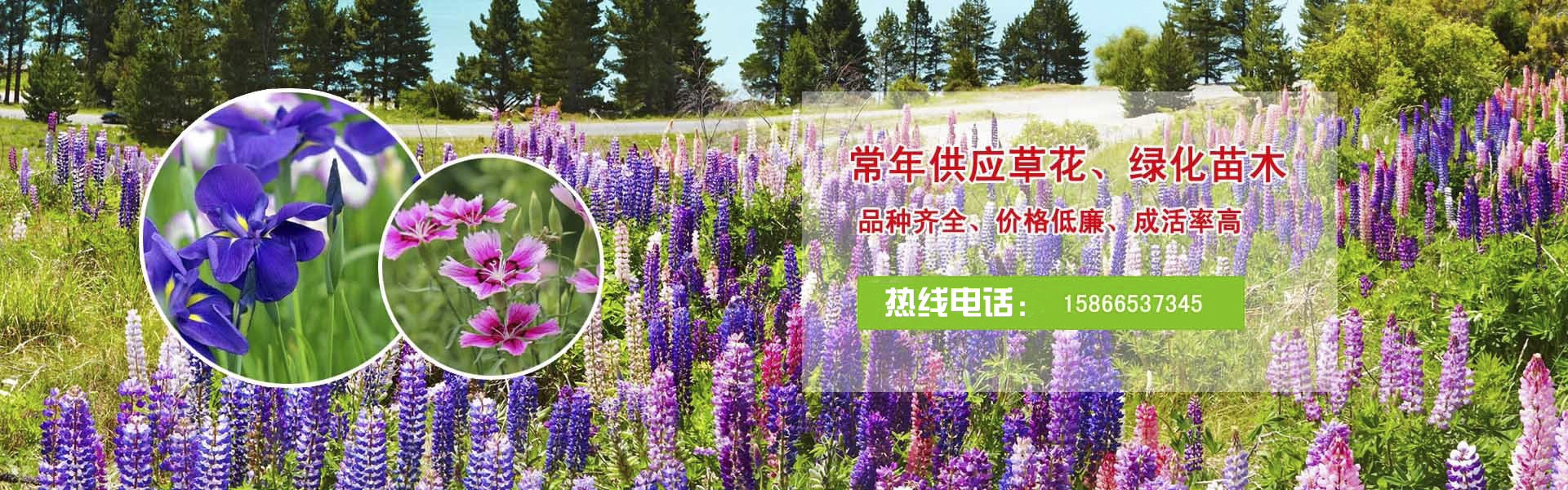 云南绿化树苗批发市场地址在哪里