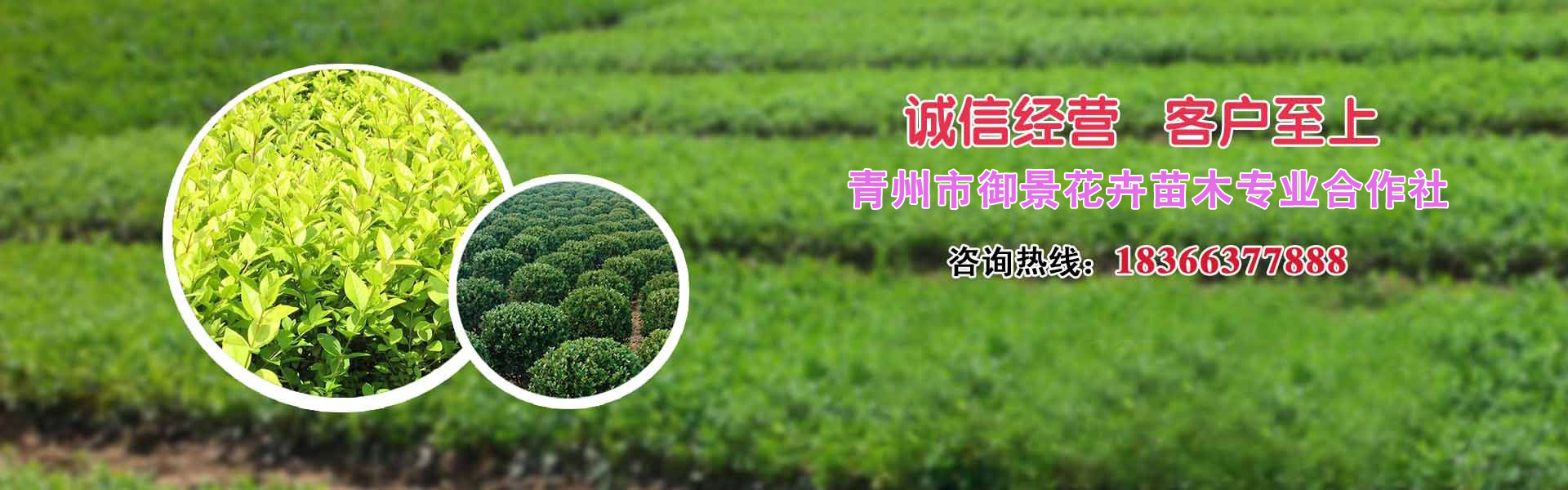 小叶黄杨的栽培技术与管理