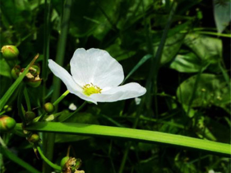 四川水生植物批发商告诉你水生植物在园林中怎么用